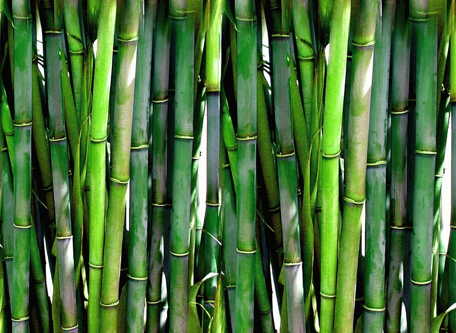 Lucky bamboo – znaczenie liczby pędów bambusa
